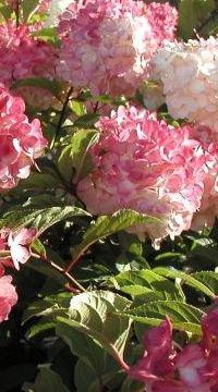 hortensia perd ses feuilles